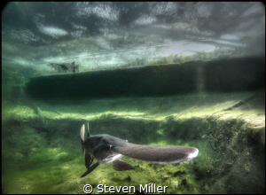 Paddlefish swimming under the ice in a Natural Swimming Pool by Steven Miller 